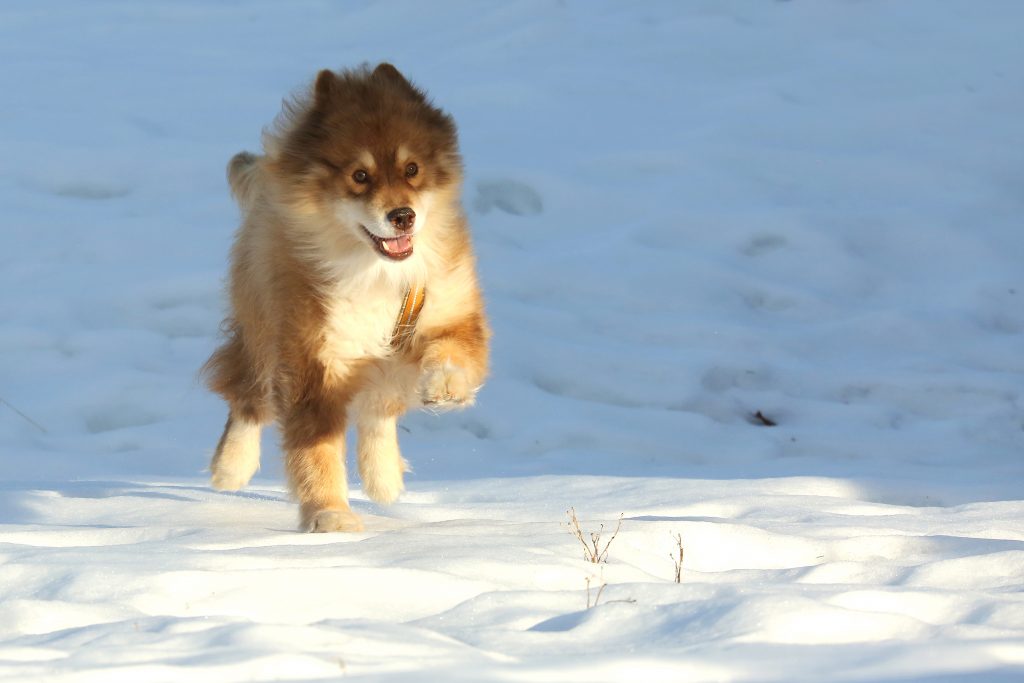 Foto: © Eli sunde Eidskrem, «Birk»