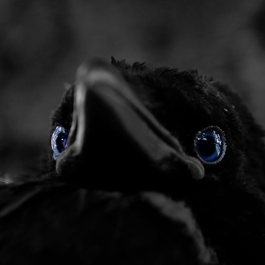 Foto: © Øystein Wiik, "Blå øyne"