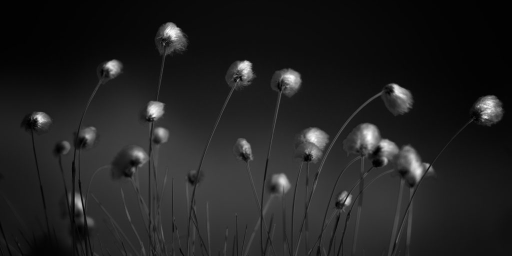 Foto: © Roar Bech, "Myrull"