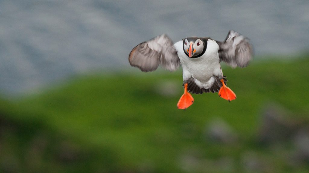 Foto: © Magnar Fjørtoft, "I farta i lufta"