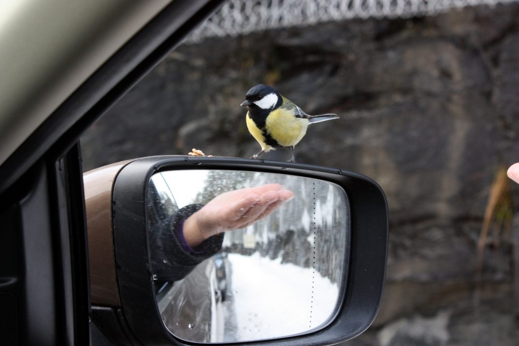 Foto: © Kjell Herskedal, "En fugl i hånden"