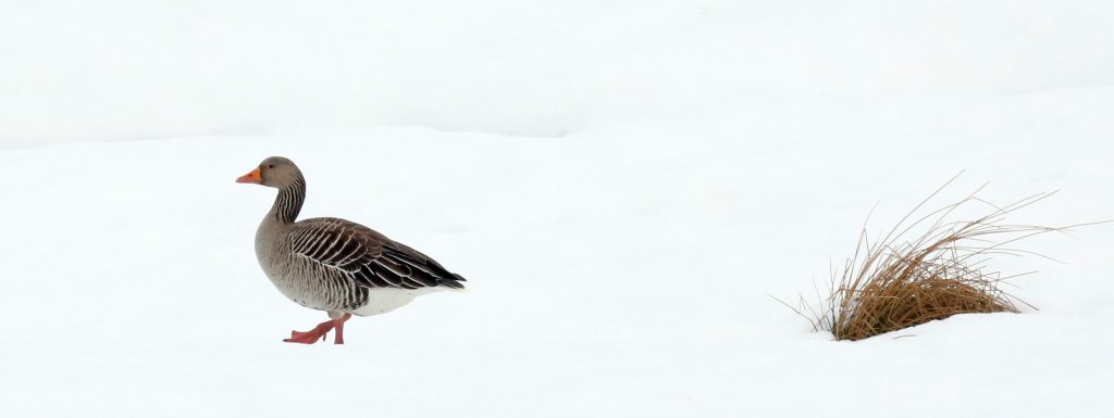 Foto: © Øystein Wiik, "Hver sin vei"
