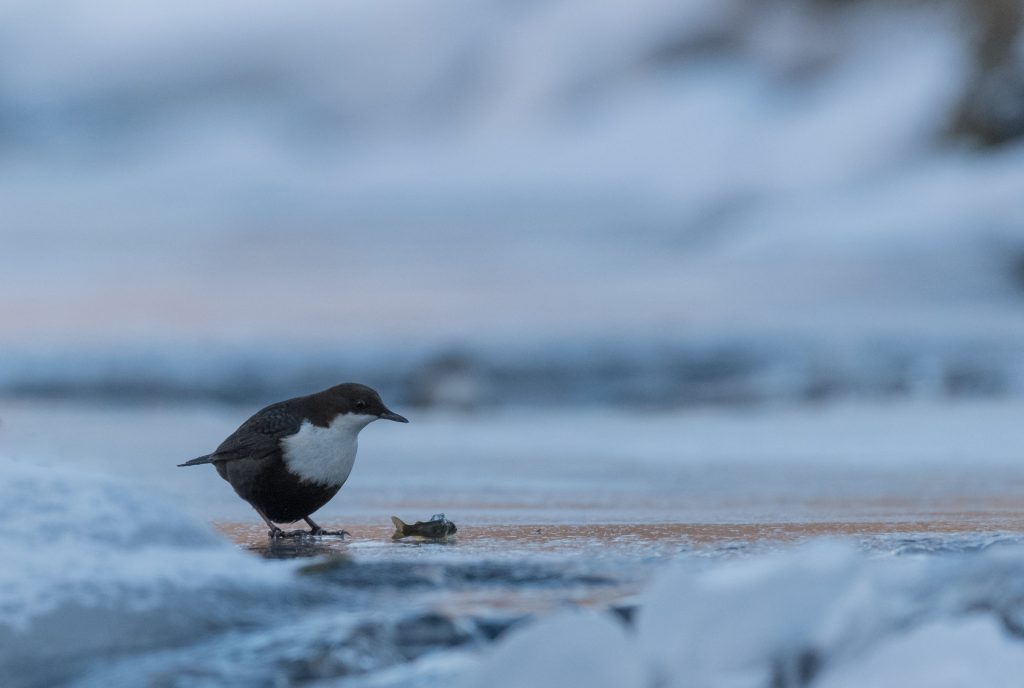 Foto: © Eva Frisnes , "Fossekallen"