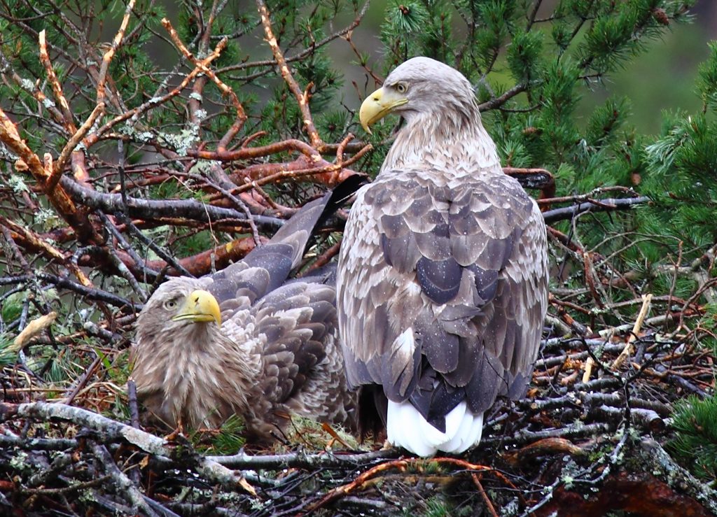 Foto: © Øystein Wiik, "Hekking"