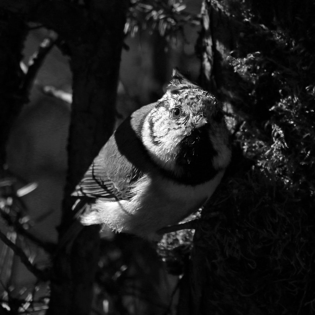Foto: © Norunn Bolstad, "Bare i sort hvitt"