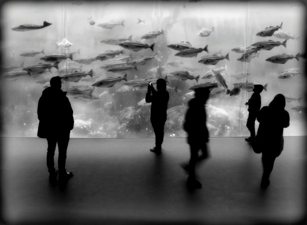 Foto: © Abdelmuhaymin Abbas, "Atlanterhavsparken"
