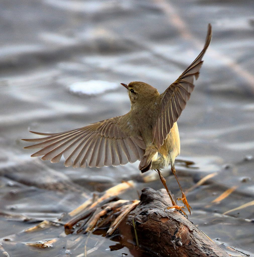 Foto: © Øystein Wiik, "Take off"