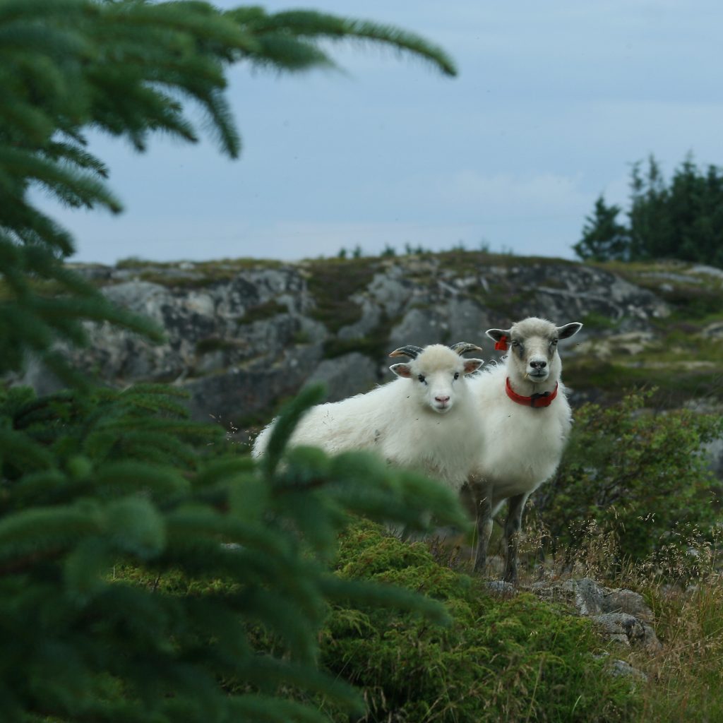 Foto: © Eli Sunde Eidskrem, "Villsau på Smøla"