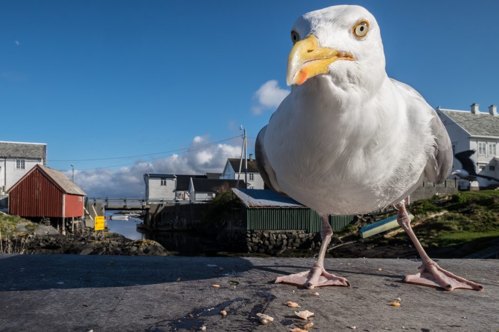 Foto: © Bjørn Ivar Haugen, "Nysgjerrig-Per"