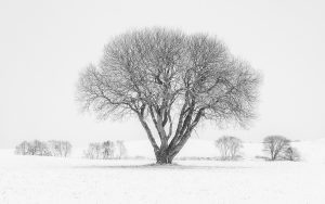 Foto: © Leif Erling Aasan, "Vinterlandskap nær Hustadvika"