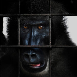 Årets fotograf 2026-02